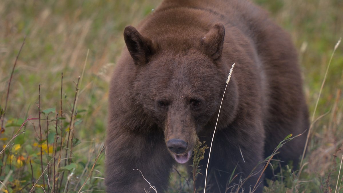 Black bear breaks into Montana home, gets shot and killed by handgun – NBC10 Philadelphia - Vimarsana News