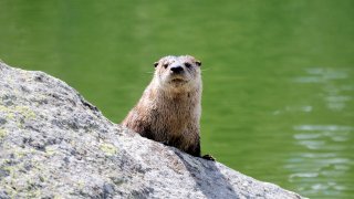 An otter peaks over a rock in a small lake in the Taylor-Hilgard Mountains of Montana