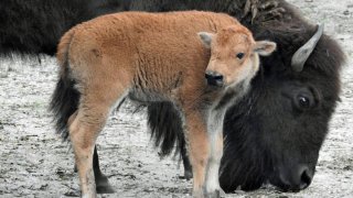 Tan-colored North American Bison calf with older black-colored bison