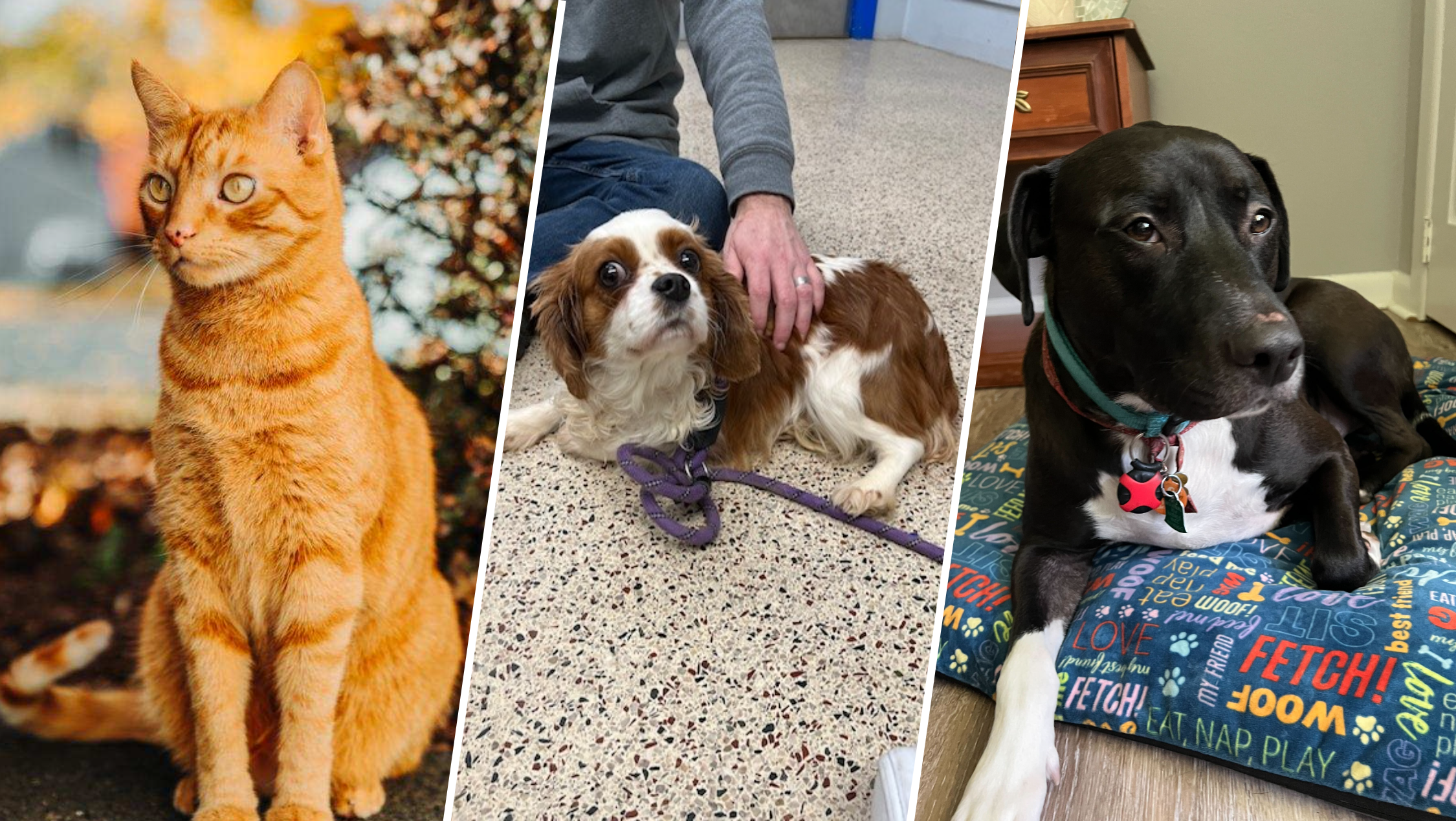 PHOTOS: Meet the pets of NBC 10 and Telemundo 62 in honor of Clear the Shelters 2023