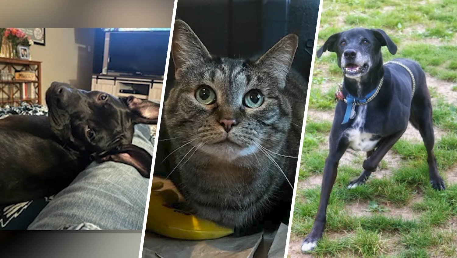 Looking to adopt a pet? Meet these long-time shelter animals looking for a home
