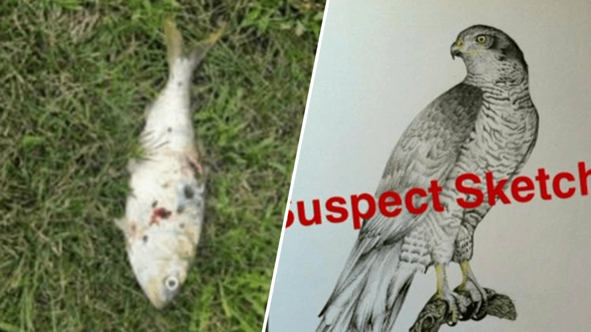 NJ news Sayreville power outage blamed on bird that dropped fish on