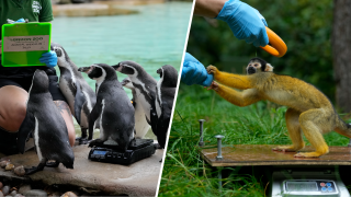 The London Zoo’s hosts it’s annual animal weigh in, in London, Thursday, Aug. 24, 2023.