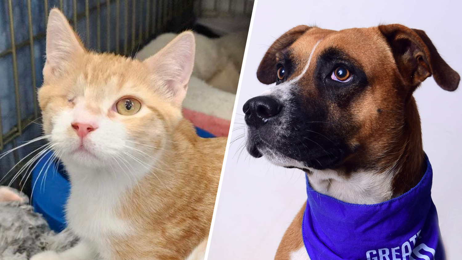 270 dogs, cats rescued from overcrowded shelters in airlift mission