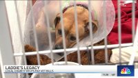 Laddie's Legacy helps pay vet bills for furry friends