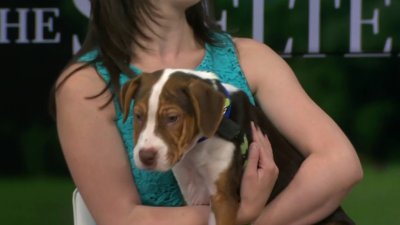 Homeward Bound Pet Adoption Center offering $7 adoption for Super Bowl week