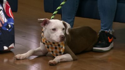 Meet a Philly-Area Rescue Dog Ready to Shine in 'Puppy Bowl' – NBC10  Philadelphia