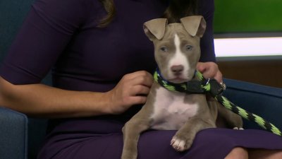 Clear the Shelters: Phillies' Nick Castellanos opens up about his beloved  family dog Lola – NBC10 Philadelphia