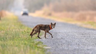 A red wolf crosses a road on the Alligator River National Wildlife Refuge, Thursday, March 23, 2023, near Manns Harbor, N.C. Over the course of 25 years, the red wolf went from being declared extinct in the wild to becoming hailed as an Endangered Species Act success story. But the only wolf species unique to the United States is once again at the brink. The last wild populations of Canis rufus are clinging to life on two federal refuges in eastern North Carolina. (AP Photo/David Goldman)