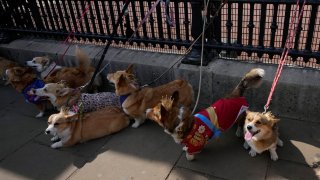 Ruffus a Cardiganshire Corgi, second right, takes part in a parade of corgi dogs outside Buckingham Palace