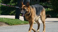 Biden's dog Commander involved in 11th reported biting incident in past year