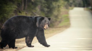 A large Black Bear crosses a paved road