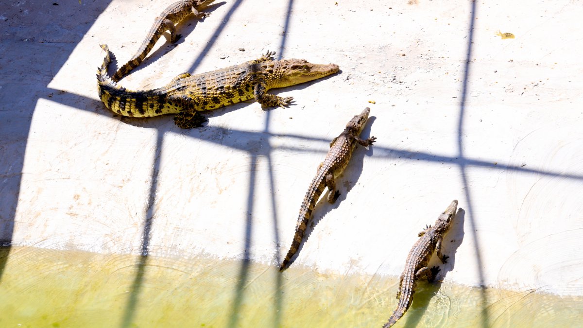 7 people killed after rainstorms in China and 70 crocodiles on the loose – NBC10 Philadelphia - Vimarsana News