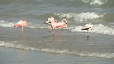 Flamingos spotted on a Wisconsin beach for the first time ever