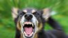 Dog owners in Delaware could soon be fined for their pet's barking
