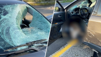 Deer jumps off overpass, crashes through car windshield in freak NJ highway accident