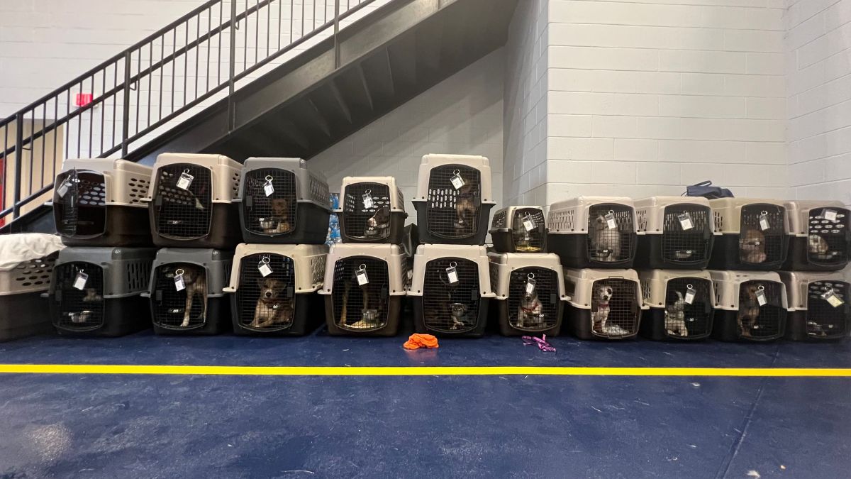 Brandywine Valley SPCA treating 23 dogs involved in crash in Delaware