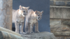 Philadelphia Zoo introduces two rescued puma cubs