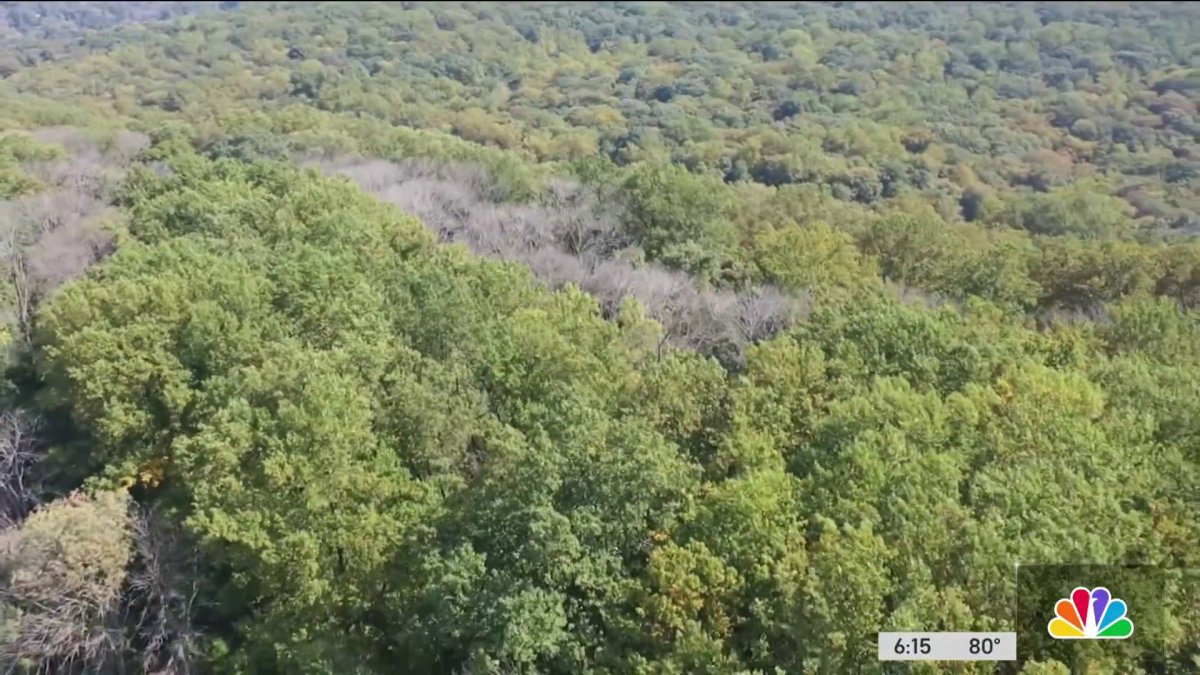 Philadelphia Invasive Trees Media’s Tyler Arboretum is battling an invasive insect killing its ...
