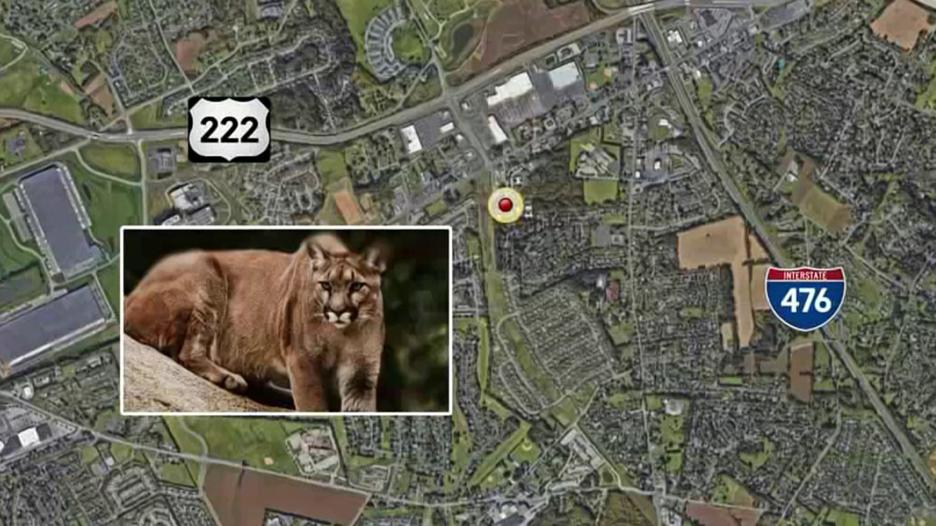 PA 'Mountain Lion' Sighting Was Just A Big House Cat: Officials