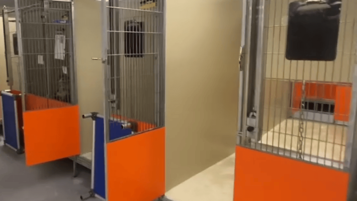 Hundreds of animals adopted amid overcrowding issues at ACCT Philly - Vimarsana News