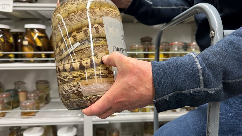 Greg Schneider, research museum collections manager for the University of Michigan Museum of Zoology’s division of reptiles and amphibians, holds a jar containing snake specimens Wednesday, Oct. 18, 2023, in Ann Arbor, Mich. They are part of a donation from Oregon State University that could make Michigan’s collection of snake specimens the largest held by any research institution in the U.S.