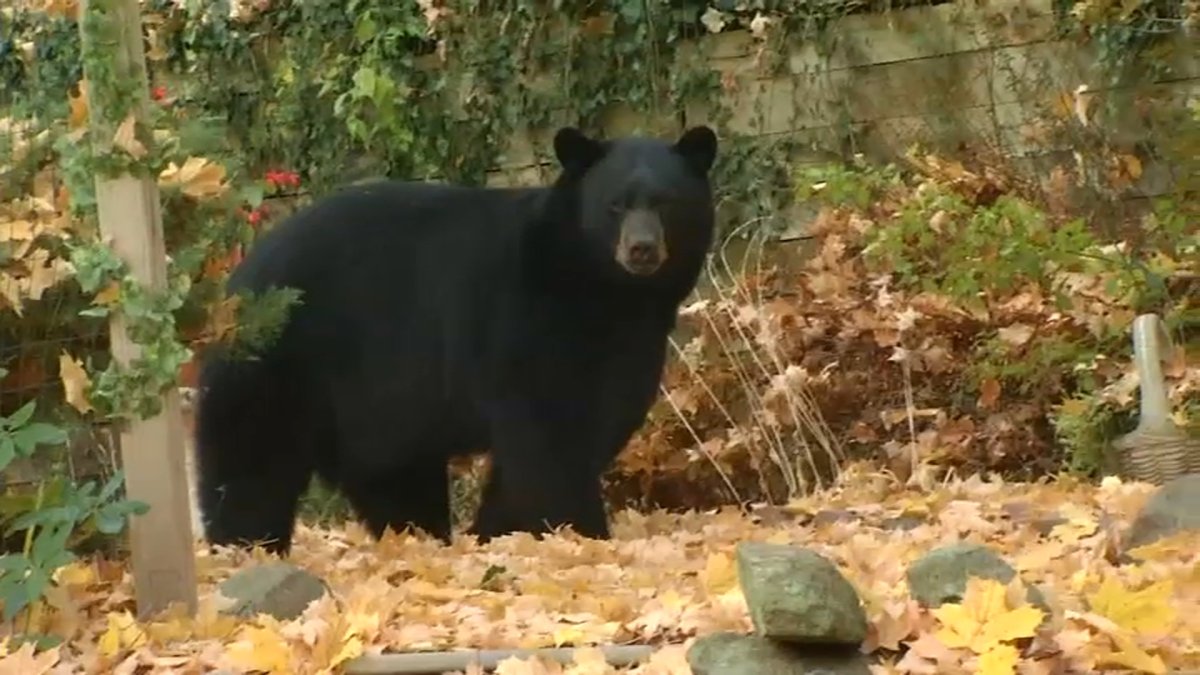 Black bear hunting seasons opens in NJ: What to know – NBC10 Philadelphia