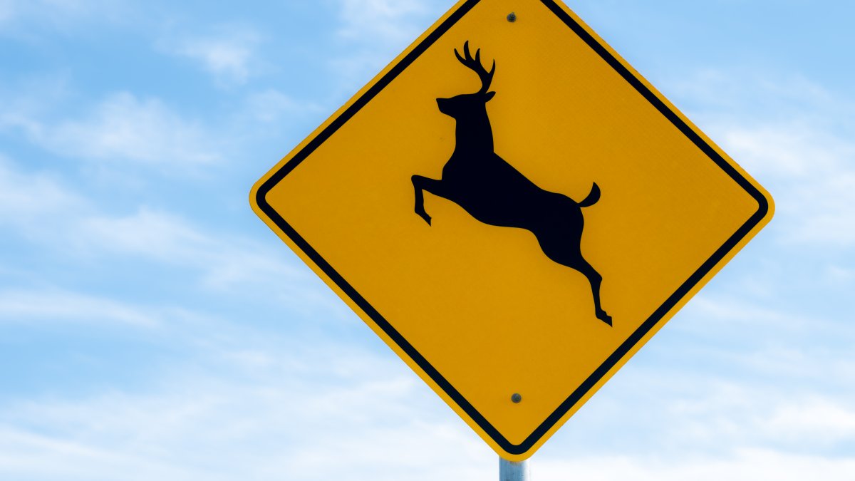 AAA warns drivers in Pa. to watch out for deer during mating season ...