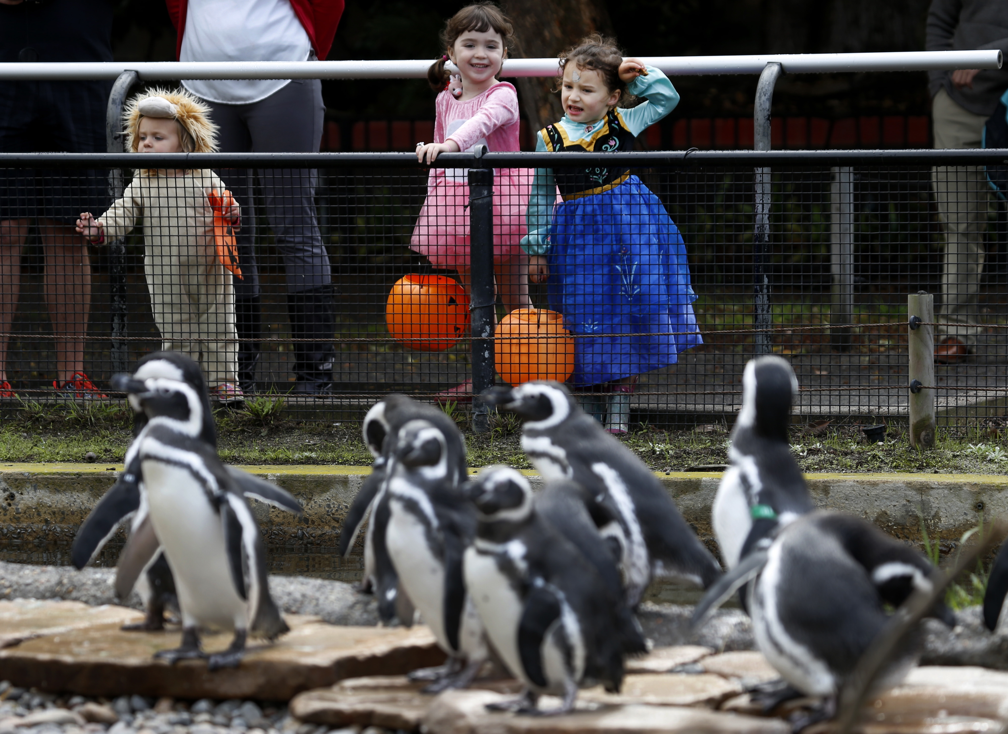 Halloween programs at zoos and botanical gardens are a hit, and an opportunity – NBC10 Philadelphia - Vimarsana News