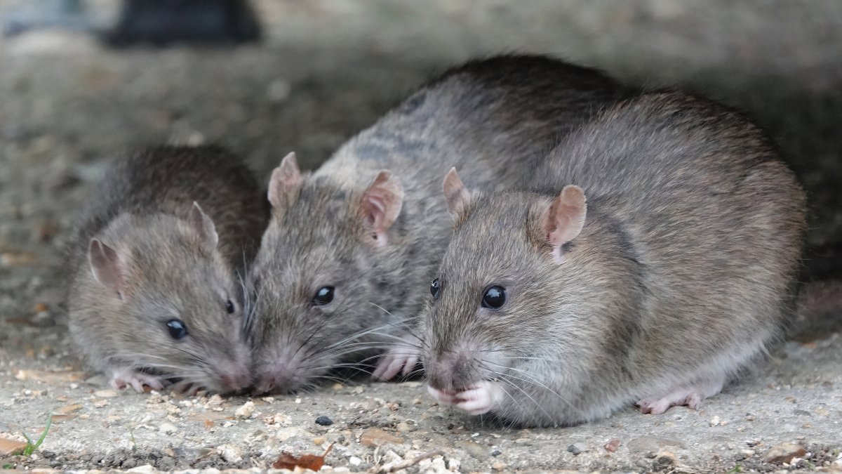 Rats - Pest Control