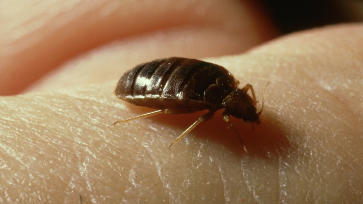 Concern for bedbugs rise in France ahead of 2024 Summer Olympics – NBC10 Philadelphia - Vimarsana News