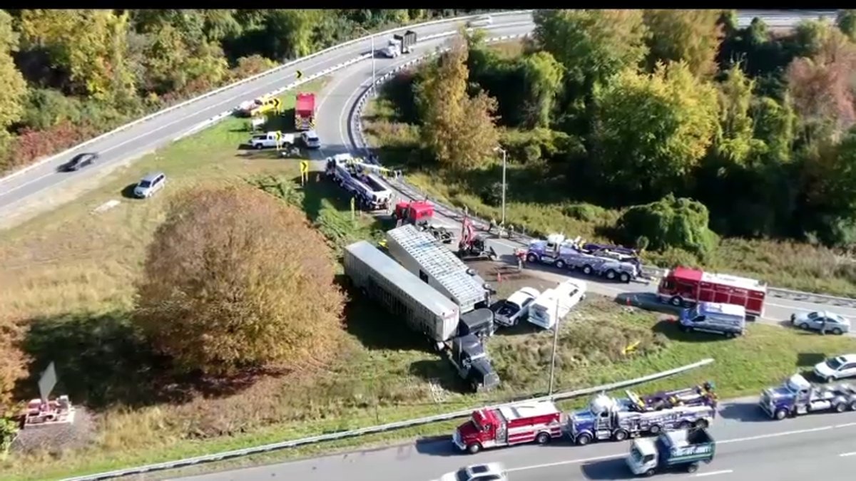 14 cows dead after cattle trailer rolls over in Connecticut – NBC10 ...