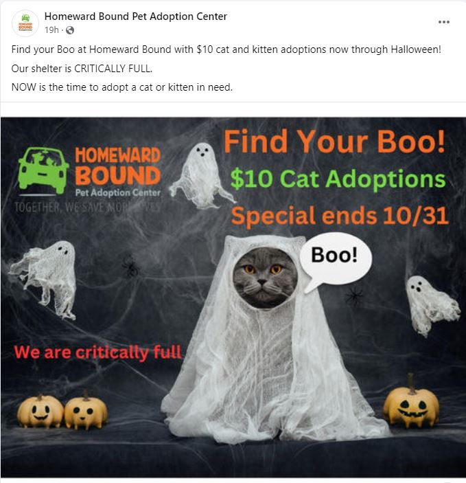 Homeward Bound Pet Adoption Center is full, offering $7 cat adoptions –  NBC10 Philadelphia