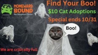 Cat dressed as a ghost in advertisement for Homeward Bound kitten adoptions
