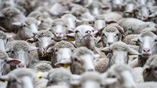 Australia has too many sheep – and farmers are giving them away for free