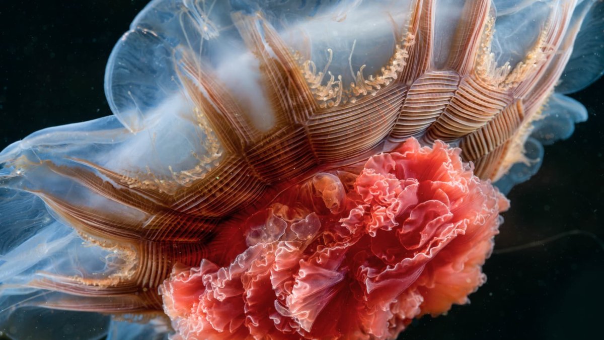 See the photos that made National Geographic's 'Pictures of the Year' – NBC10 Philadelphia - Vimarsana News