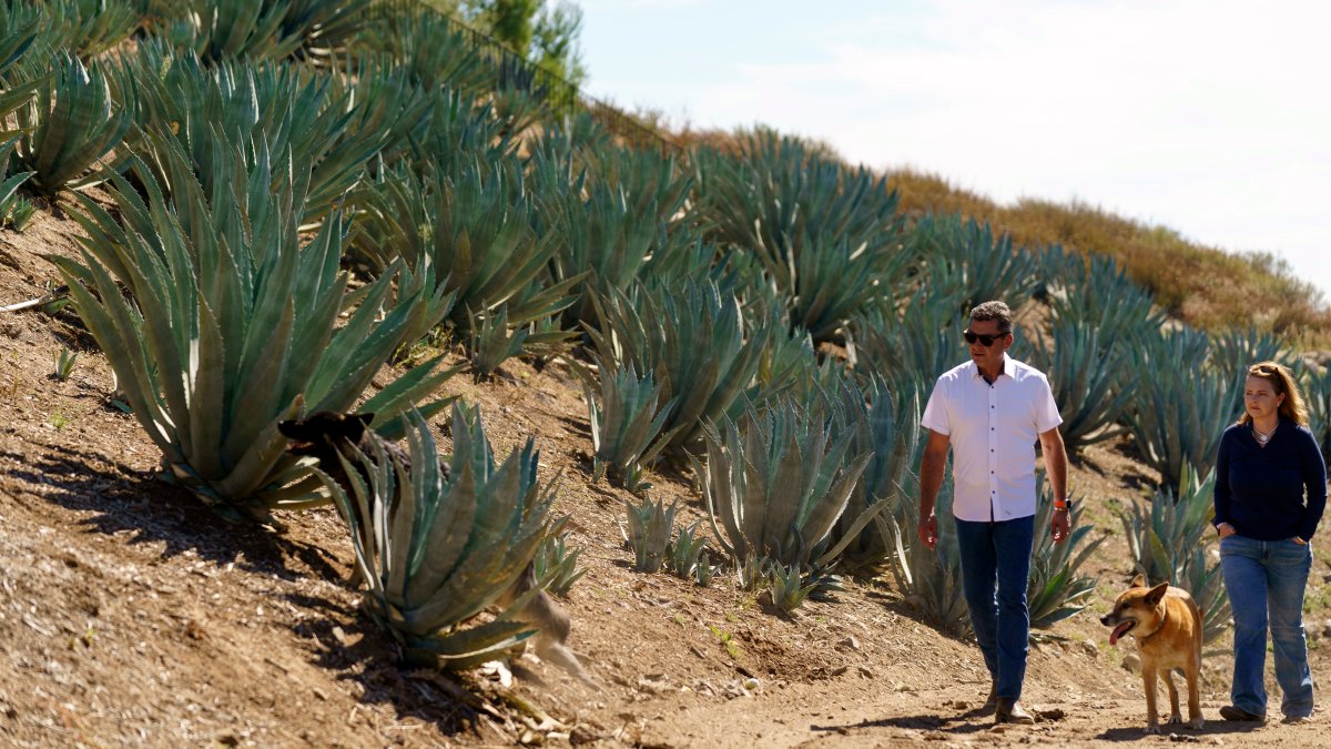 Californians farm agave to weather drought and groundwater limits – NBC10 Philadelphia - Vimarsana News