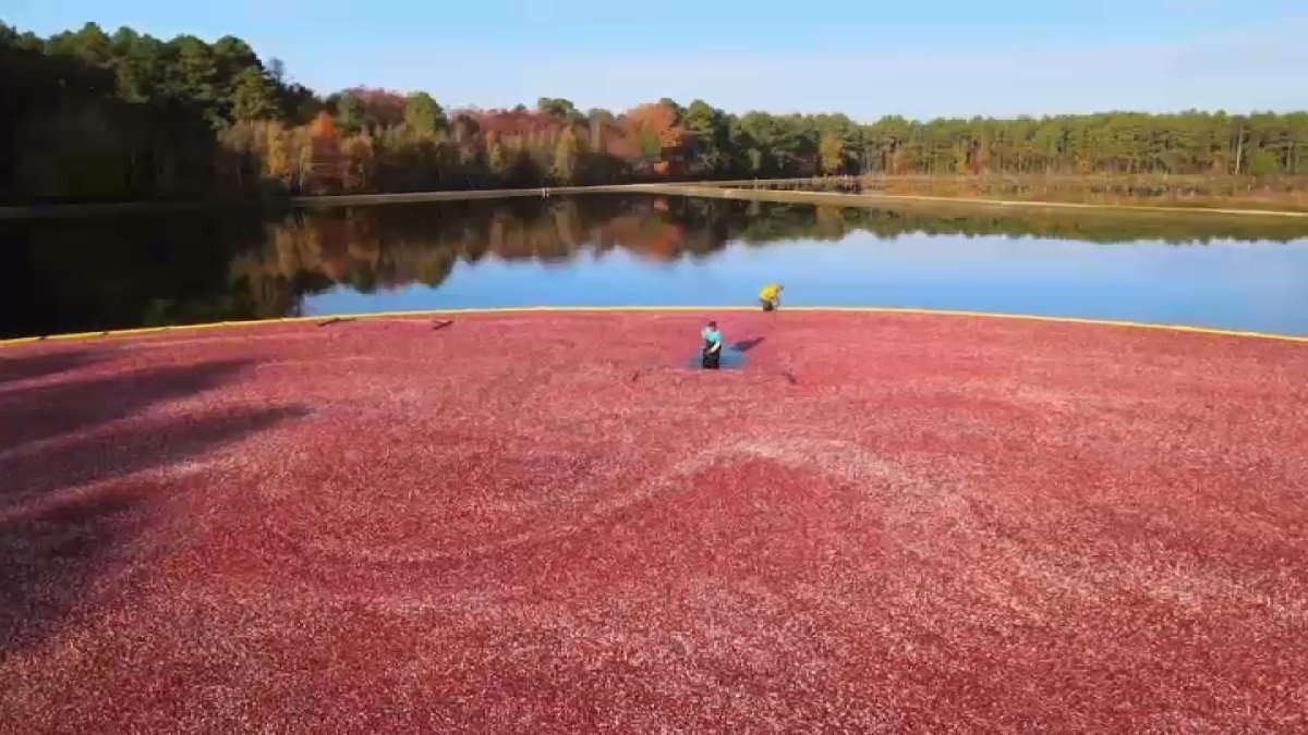 Six generations of cranberry farming in NJ – NBC10 Philadelphia - Vimarsana News