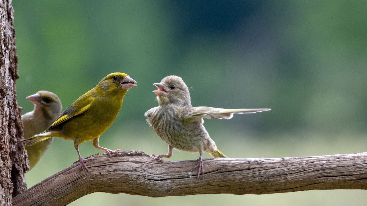 Comedy Wildlife Photography Awards 2023: See the funniest winners – NBC10 Philadelphia - Vimarsana News