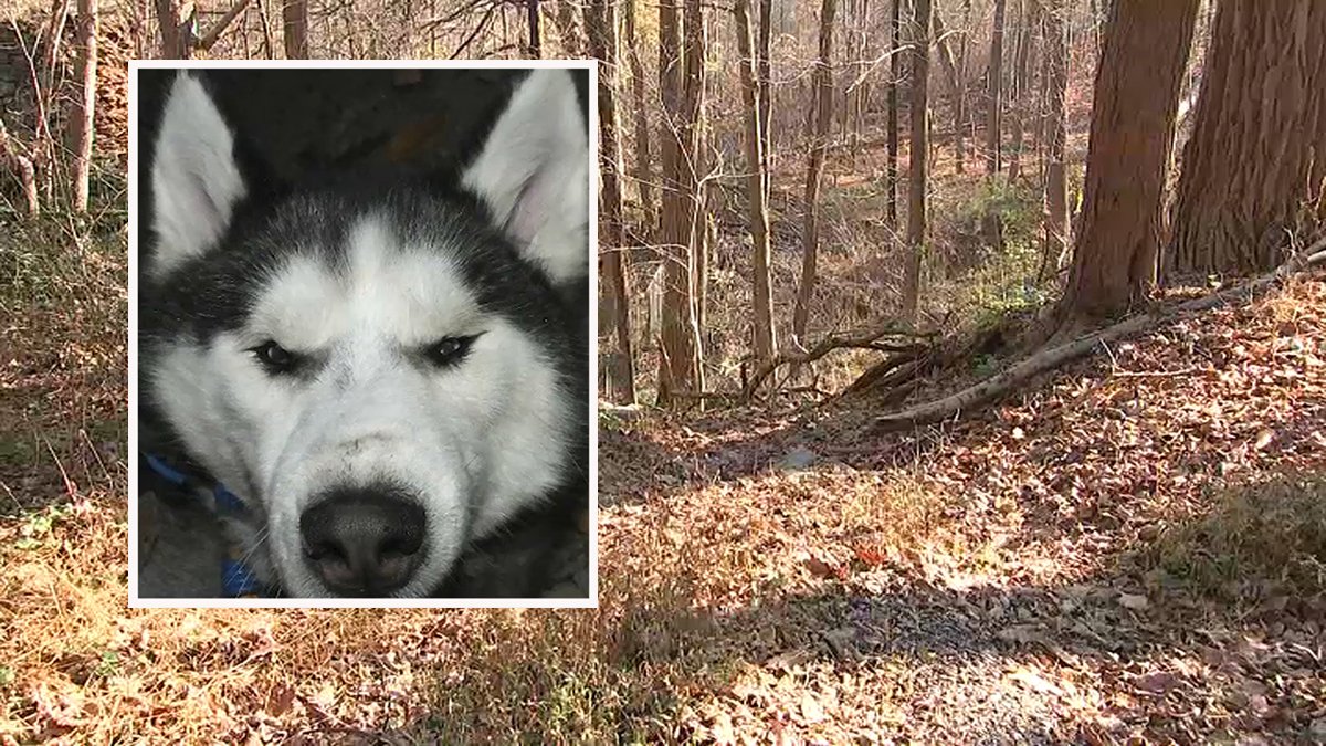 Dog found dead in NJ woods – NBC10 Philadelphia - Vimarsana News