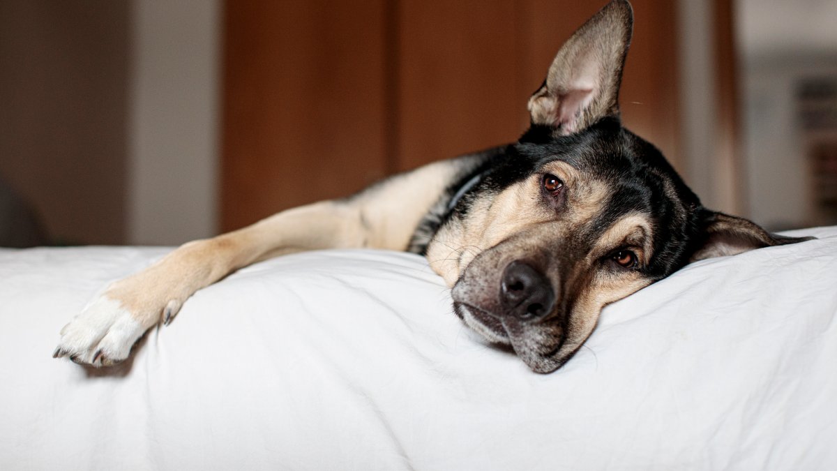 Pet safety tips for the holiday season – NBC10 Philadelphia - Vimarsana News