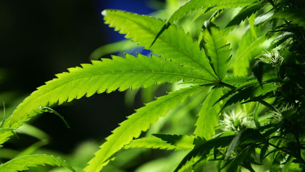Ohio legalizes recreational marijuana for adults – NBC10 Philadelphia - Vimarsana News