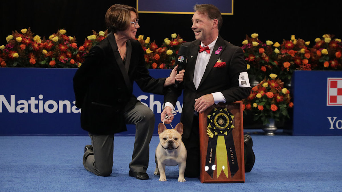 How to watch the 2023 ‘National Dog Show’ NBC10 Philadelphia