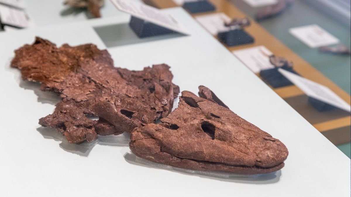 'Life Onto Earth' exhibit opens at the Academy of Natural Sciences – NBC10 Philadelphia - Vimarsana News