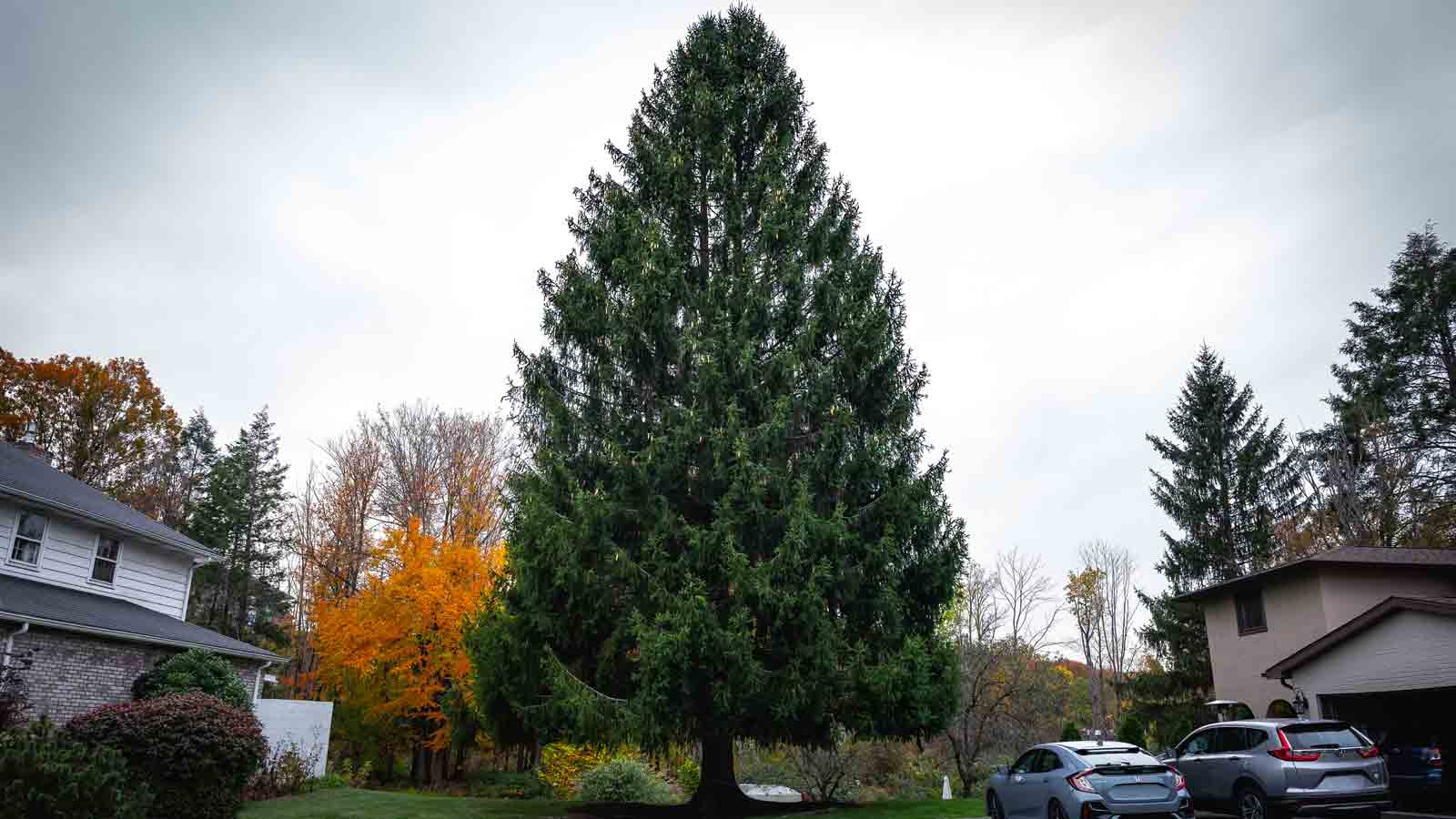 Who donated the Rockefeller Center Christmas tree? NBC10 Philadelphia