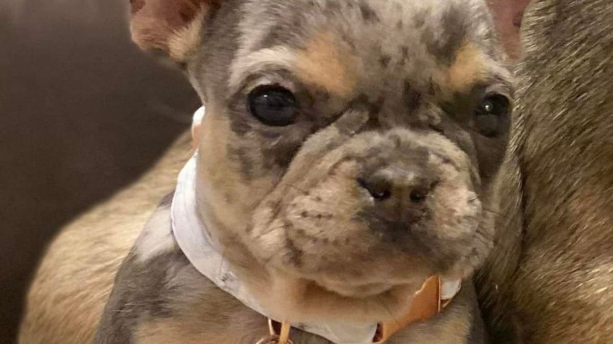 Puppy stolen from NJ home amid rash of vehicle thefts, police say – NBC10 Philadelphia - Vimarsana News