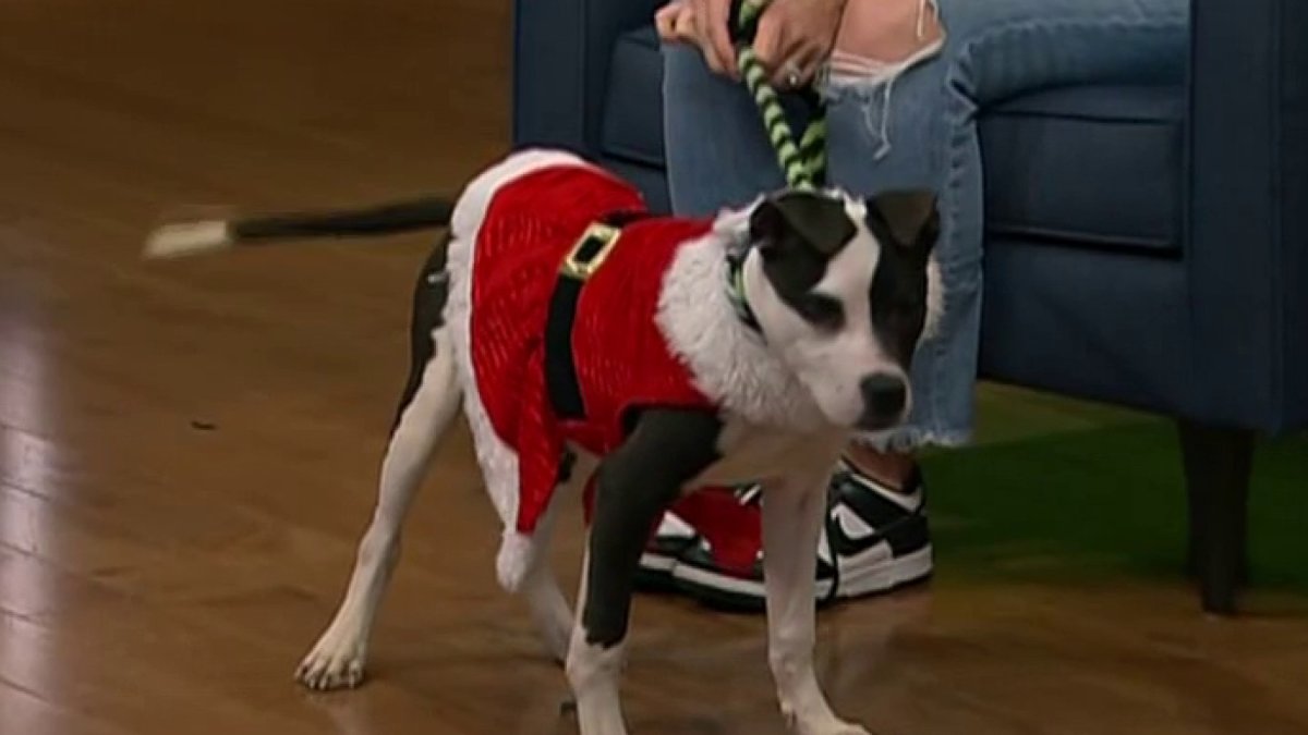 Clear the Shelters Meet Mila NBC10 Philadelphia