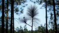 A US pine species thrives when burnt. Southerners are rekindling a ‘fire culture' to boost its range