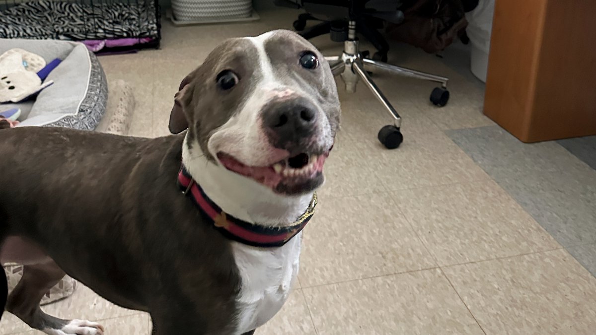 Animal shelters overcrowd as families face financial issues – NBC10 Philadelphia - Vimarsana News