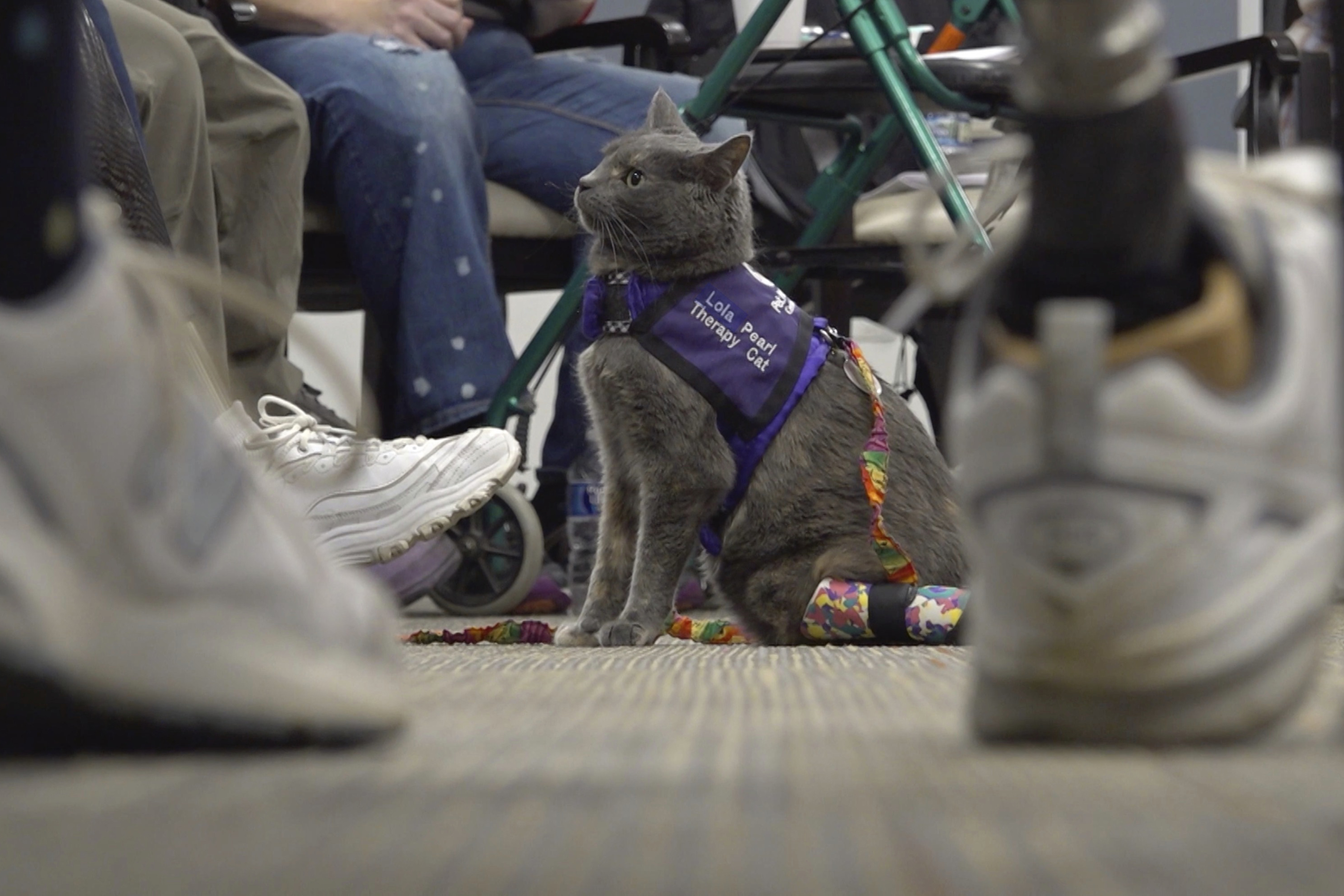 Cat and owner share amputee journey; help others through animal therapy – NBC10 Philadelphia - Vimarsana News